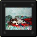 cavalier king charles fait la sieste