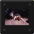 Truffe et Loulou, cavalier king charles