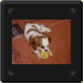 Candy, cavalier king charles et sa balle