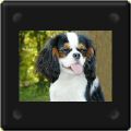 Manette, cavalier king charles