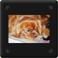 Netty, cavalier king charles
