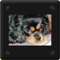 Prissy, cavalier king charles