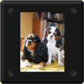 Prissy et Manette, cavalier king charles