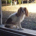 Shirley, Cavalier king Charles, est éblouie par le soleil