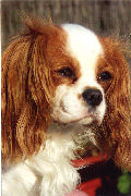 Portrait de Shirley, Cavalier King Charles