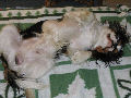Ubo, Cavalier King Charles