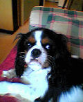 Ubo, Cavalier King Charles