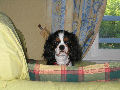 Ubo, Cavalier King Charles