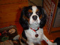 Ulyssa, Cavalier King Charles