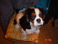 Ulyssa, Cavalier King Charles