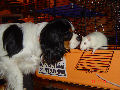 Ulyssa, Cavalier King Charles