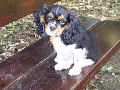Vasko, Cavalier King Charles
