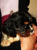 Vasko, Cavalier King Charles