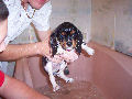 Vasko, Cavalier King Charles