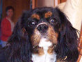 Vasko, Cavalier King Charles