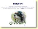 Motard, chien cavalier king charles