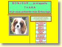 Thara, chienne cavalier king charles