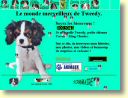 Tweedy, chienne cavalier king charles